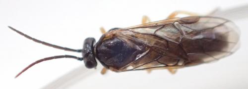 Réf. 181 794 : Pristiphora appendiculata